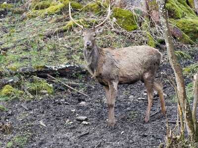 Red Deer