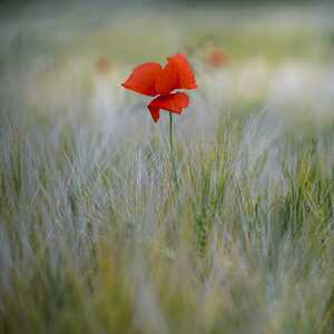 46wilde papaver 4
