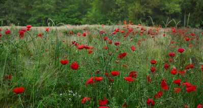 66wilde papaver 6.jpg 2