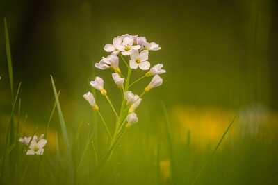 Koekoeksbloem (Ardennen)2 (1 van 1).jpg 2