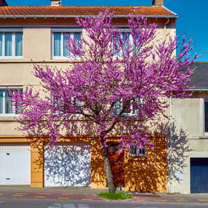 Flowering Tree IMG 3927 1 To JPEG HD Photo Lanczos 2x Max 2024 07 10 15 41 46