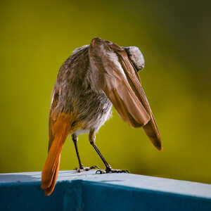 Black Redstart