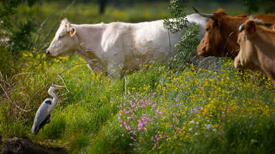 Wild Flowers and Some Folks