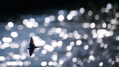 Sparkling Swallow