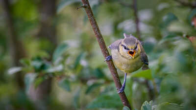 Angry Tit DSC 6695 1 Wallpaper 2K 2023 07 01 06 44 37