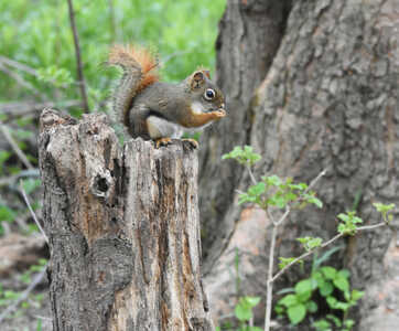 DSC 5083 squirrel on stump texture