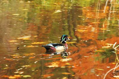 DSC 2984 D70 wood duck swim in over exposed fall colour gimp