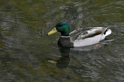 DSC 5376 Mallard Duck reflection