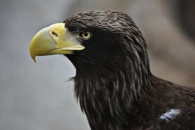 DSC 4398 Steller's Sea Eagle