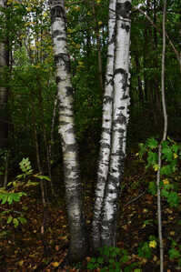 DSC 5013 birch tree gimp 2 WEB