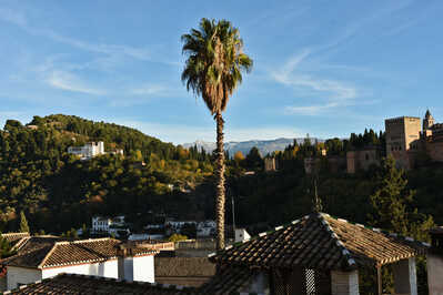 DSC 6710 palm tree in Granada Spain gimp WEB