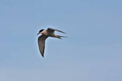DSC 4832 Artic Tern in flight fishing