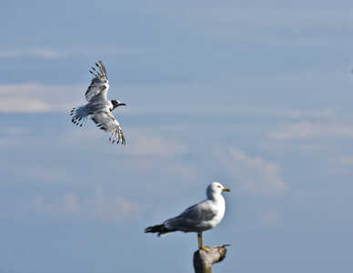 DSC 7162 bonaparte gull in flight vs Ring billed Gull