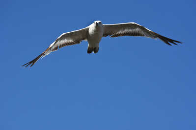 DSC 7234 gull in flight