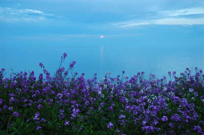 DSC 7520 purple wild flowers by Lake Ontario as moon rises