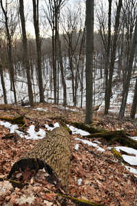 DSC 8418 tree log Dagmar North Trails