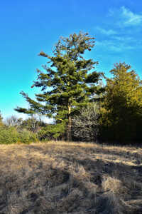 DSC 8694 Eastern White Pine  tree