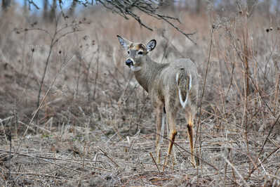 DSC 9638 White tailed Deer