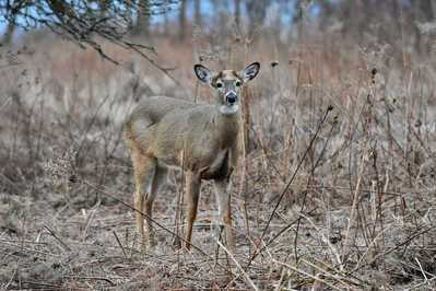 DSC 9649 White Tailed Deer