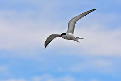 DSC 3590 Artic Tern in flight