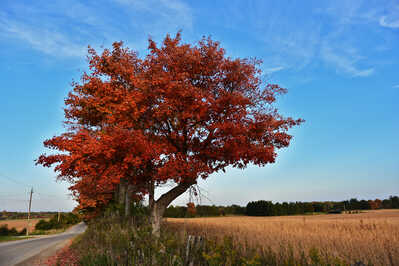 DSC 4712 red maple tree