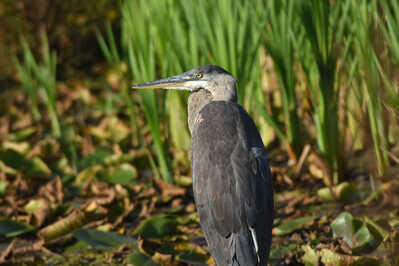 DSC 6019  Great Blue Heron 21 Sept 2024