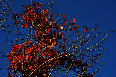 DSC 6588 Autumn color