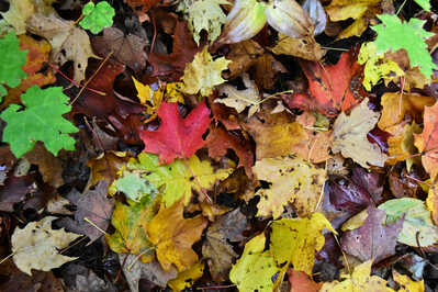 DSC 5041 Autumn leaves down on ground