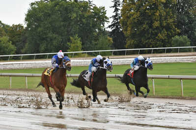 DSC 6304 race horses