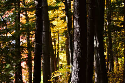 DSC 8524 tree in forest in Autumn