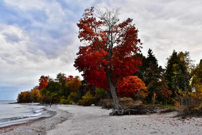 DSC 8779 red maple on Paradise Beach Ajax