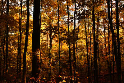 DSC 7927 Autumn forest silhouette