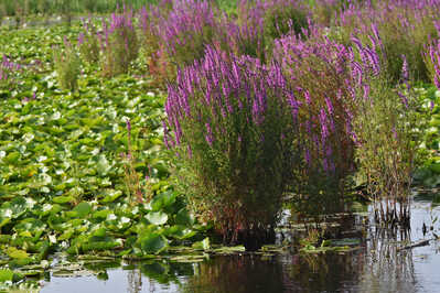 DSC 7661 purple Loosestrife gimp WEB