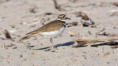 DSC 1962 Killdeer