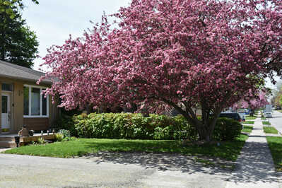 DSC 4519 neighbours cherry tree is now gone