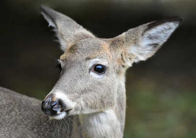 DSC 3015 deer portrait