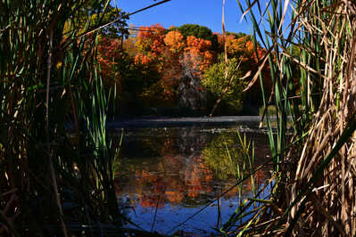 DSC 8233 Rouge River pond