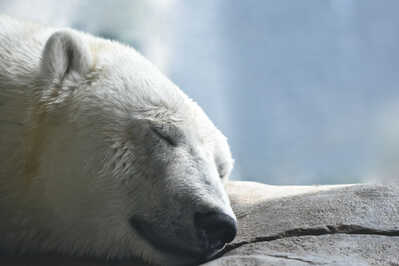 DSC 4373 polar bear sleeping