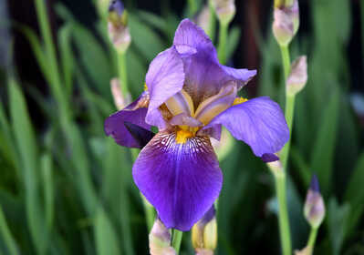 DSC 5751 Bearded Iris   web 