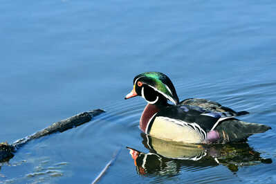 DSC 0241 wood duck swim web