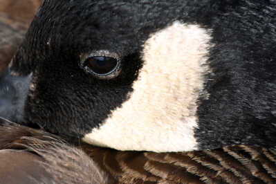 DSC 6998 goose eye  WEB