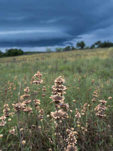 Horsemint and storms