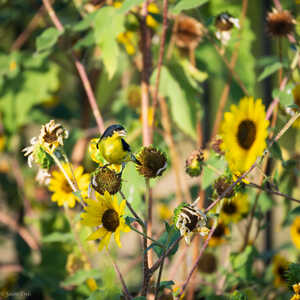 Goldfinch Sunflowers