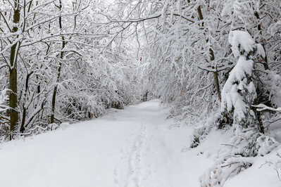 2021 01 3347 Winter RB