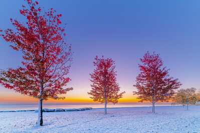 Red Maples In Snow