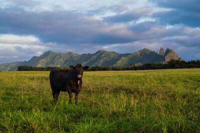 Cow and Mountain Range