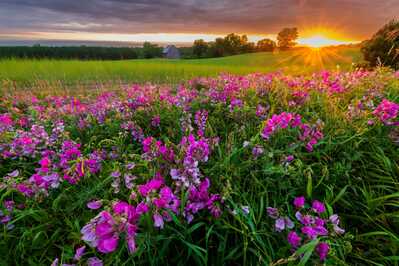 Sweet Peas