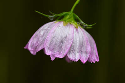  DSC1293 01