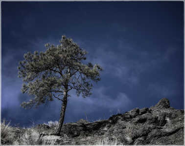 Lonesome Pine