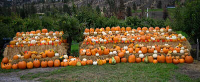 Pumpkins